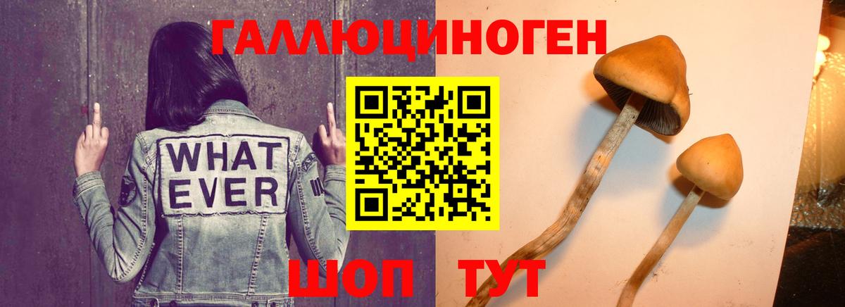 Псилоцибиновые грибы MAGIC MUSHROOMS  цены   Шадринск  Вход с VPN 
